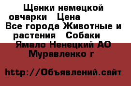 Щенки немецкой овчарки › Цена ­ 30 000 - Все города Животные и растения » Собаки   . Ямало-Ненецкий АО,Муравленко г.